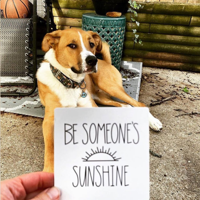 Dog Wisdom Card Deck