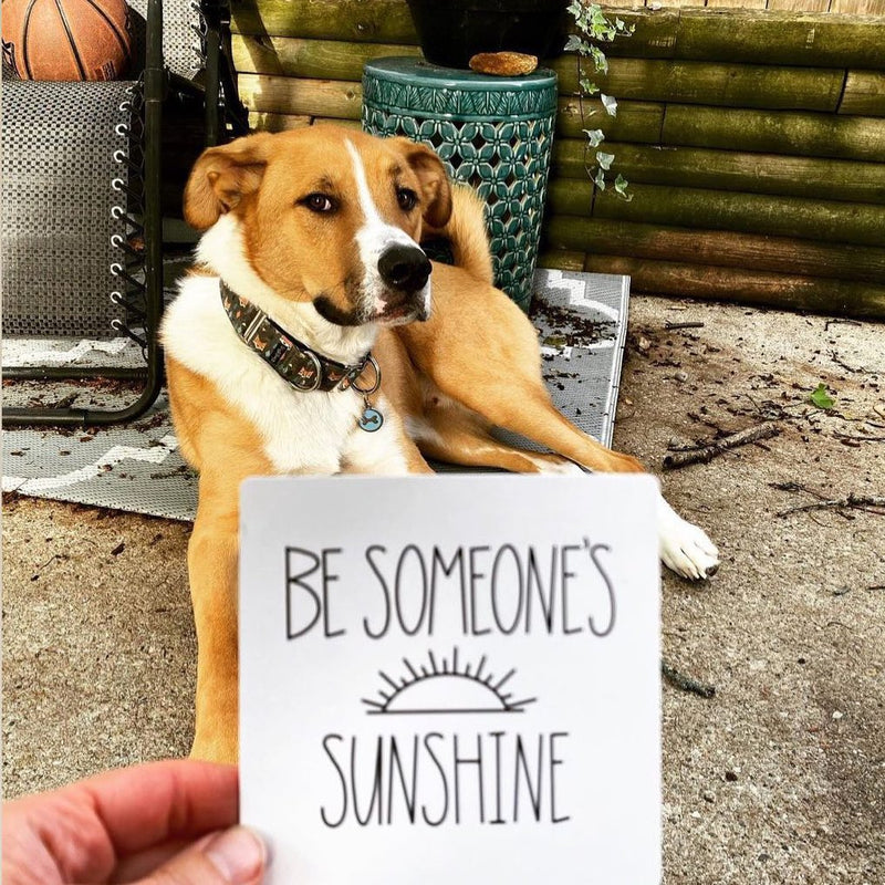 Dog Wisdom Card Deck