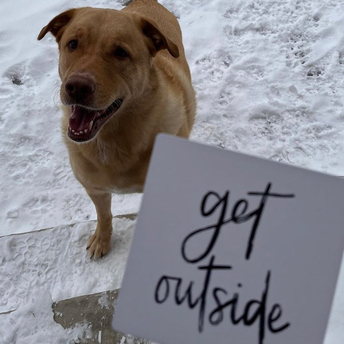 Dog Wisdom Card Deck